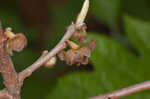 Smallflower pawpaw